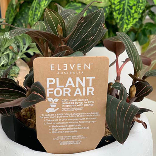 ELEVEN Australia Plant for Air and ELEVEN Hair